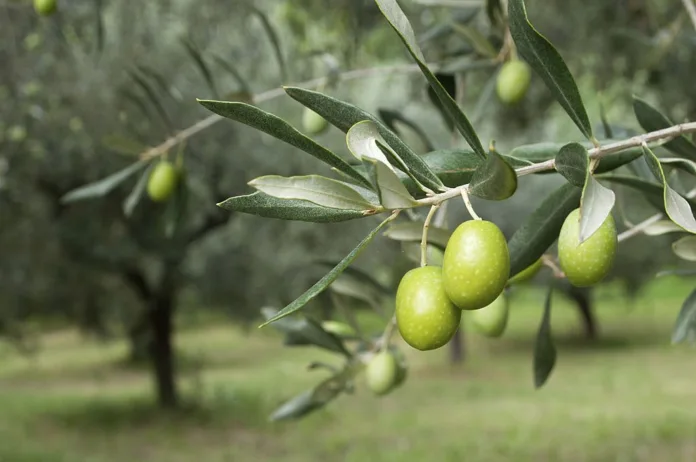 Amazing health benefits of Olives - Witapedia