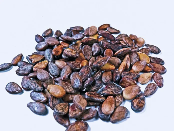 Benefits of watermelon seeds - Witapedia