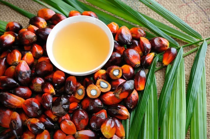 Health Benefits of using Red Palm Oil for Cooking - Witapedia