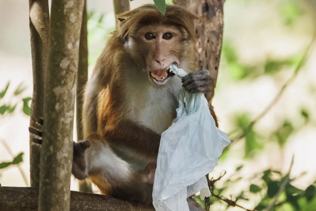 How plastic bags are harmful for environment - Witapedia