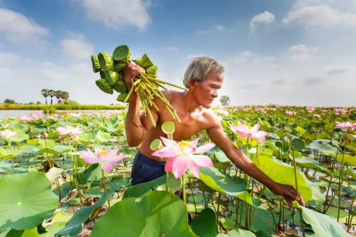 Health Benefits of Eating Lotus Root - Witapedia