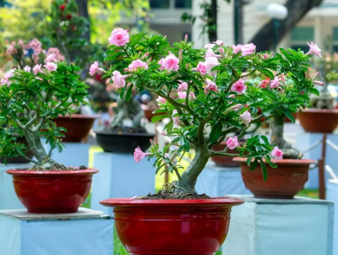 Best Bonsai Trees With Beautiful Flowers - Witapedia