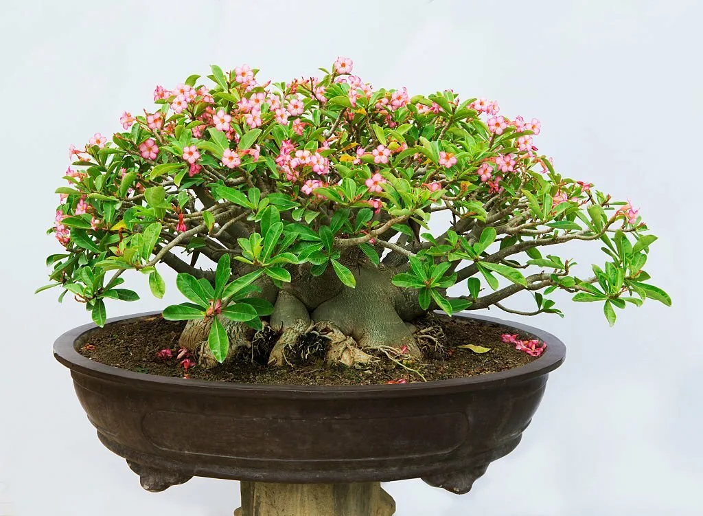 Best Bonsai Trees With Beautiful Flowers - Witapedia