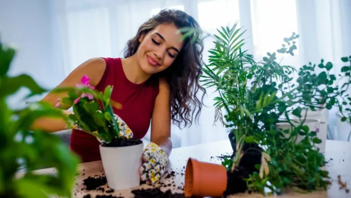 Indoor Plants That Can Fight Off Evil From Your Home - Witapedia