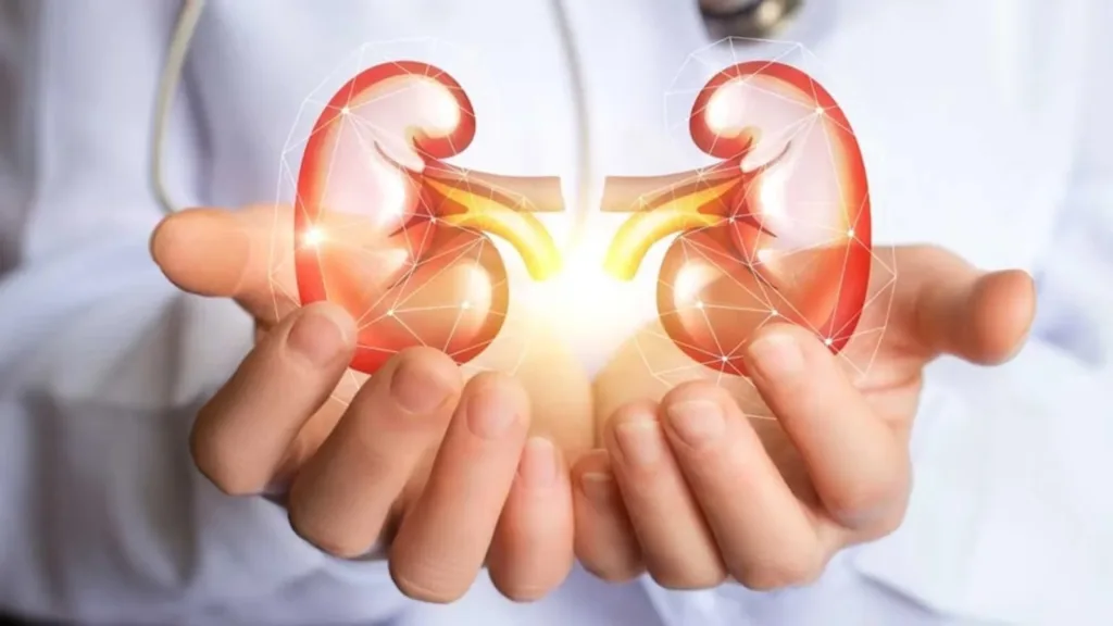 Supplements That Can Help Boost The Health Of Your Kidneys - Witapedia
