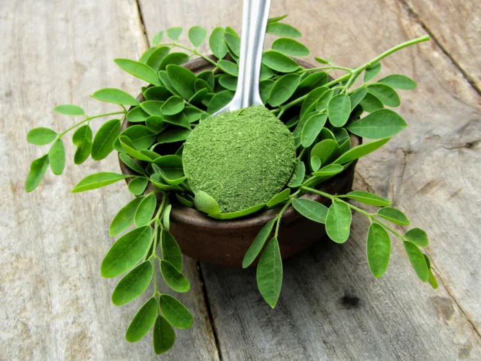 Health Benefits Of Consuming Moringa - Witapedia