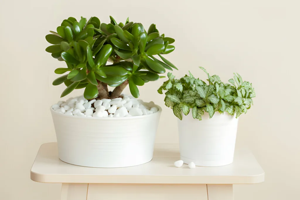 Houseplants That Can Live For Upto A 100 Years - Witapedia