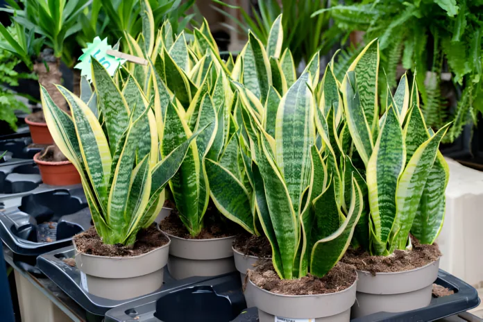 Houseplants That Can Live For Upto A 100 Years - Witapedia