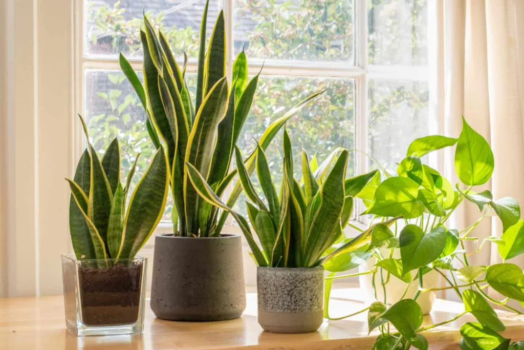 Enhancing Indoor Air Quality: The Benefits of Aloe Vera, Spider Plant, and Snake Plant - Witapedia